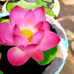 A lotus in its pot taken at a monastery in Bangkok, Thailand.