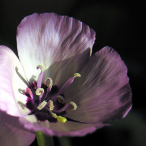 A close-up of a Godetia opened up to light from the darkness.