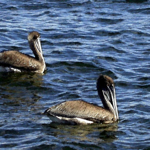 Two pelicans, along side one another, in the water, relaxing.