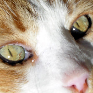 Very close up of Ernie, the cat's, face.