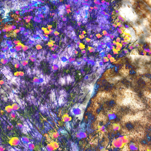 An abstract image of poppies and a boulder, with spots of sunlight.