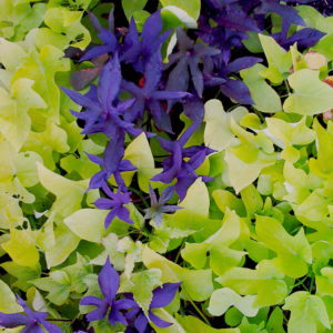 An image of purple and green leaves.