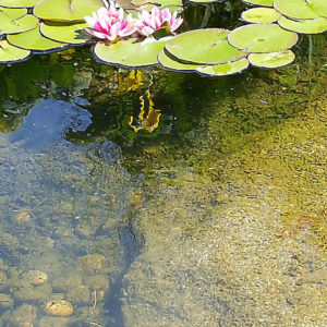 Two flower blooms in shallow water.
