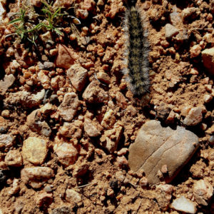 A caterpillar in the rocks.