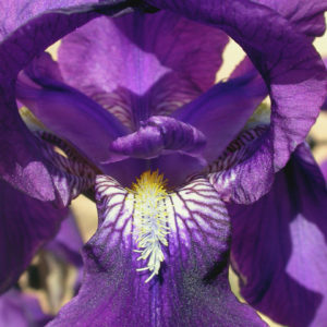 Belly Dancing Iris