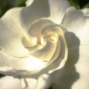 Unwhirling Gardenia