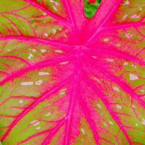 Red River Leaf