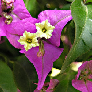 Hello Gorgeous Bougainvillea