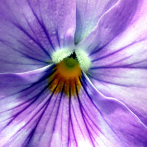 Elfish Grinning Pansy