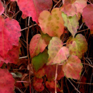 Follow Me Into Fall Leaves