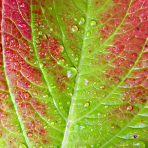 Glistening Leaf