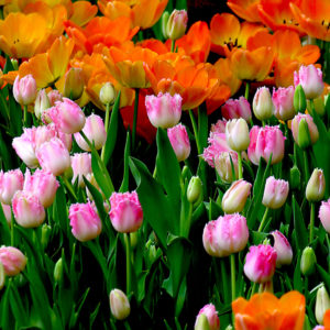 Shoulder-to-Shoulder Joy