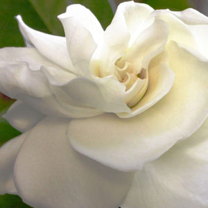 A side view of a gardenia.