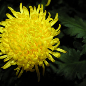 Photo of a VERY yellow mum on a dark green background.