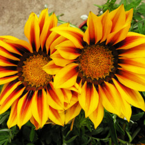 Two African daisies, head-on.