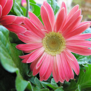 A photo of a pink gerbera daisy, direct on.