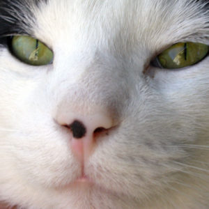 The whole frame is made up of a cat's face.