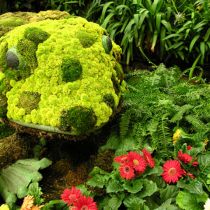 A frog made from plants, with red gerbera daisies in the foreground.