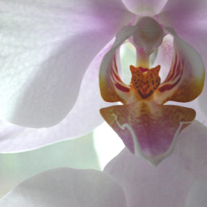 The inner petals of an orchid, complete with spots, stripes, and smiles.