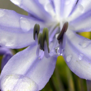 A close-up of a lavender African Lily with raindrops.