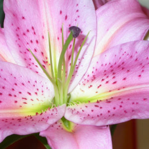 A photo of a mostly pink stargazer lily - up close of its center.