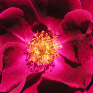 An up-close shot of a velvety red rose, centered.