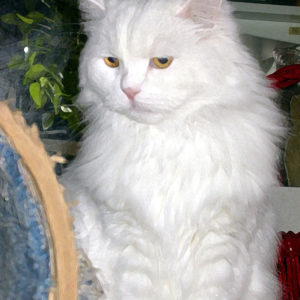 A painterly image of Snowy the cat in a contemplative pose.