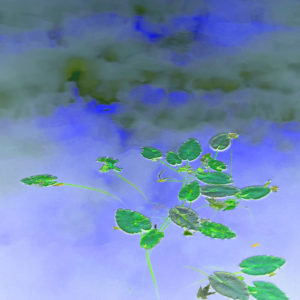 Leaves Touching Clouds