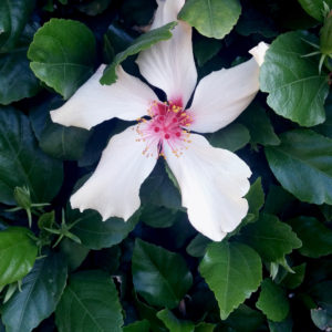 Full frontal photo of a solo white hibiscus.