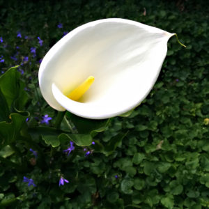 Top view of a solo calla lily.