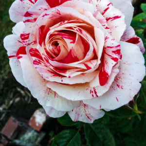 A full-screen shot of a Maurice Utrillo rose, which is red and white.