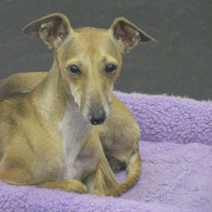 A painterly image of a gentle-looking dog, in a reposed position.